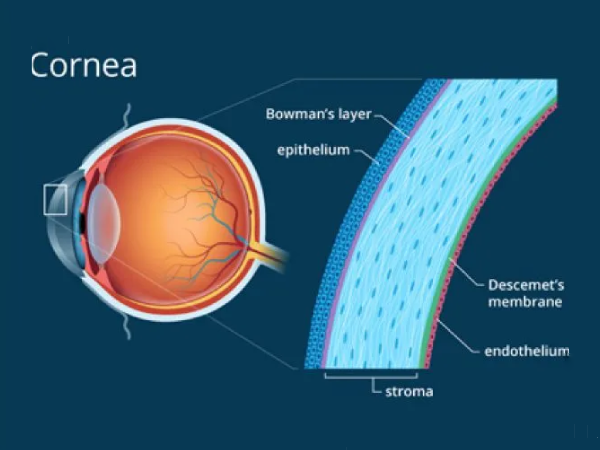 Cornea