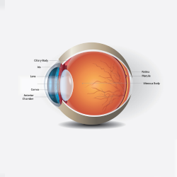 Vitrectomy Treatments