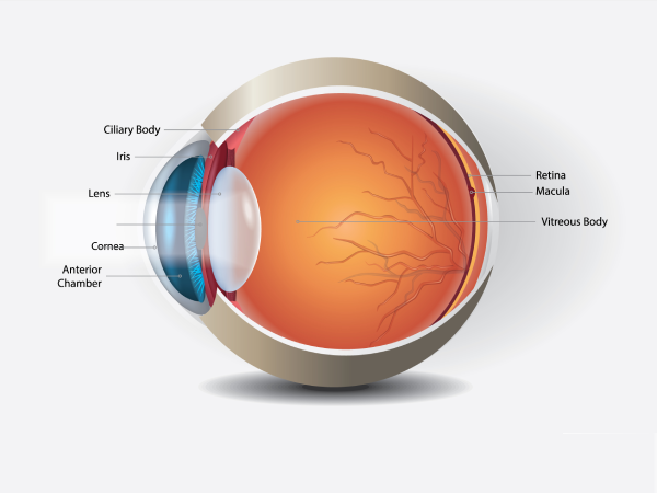 Vitrectomy